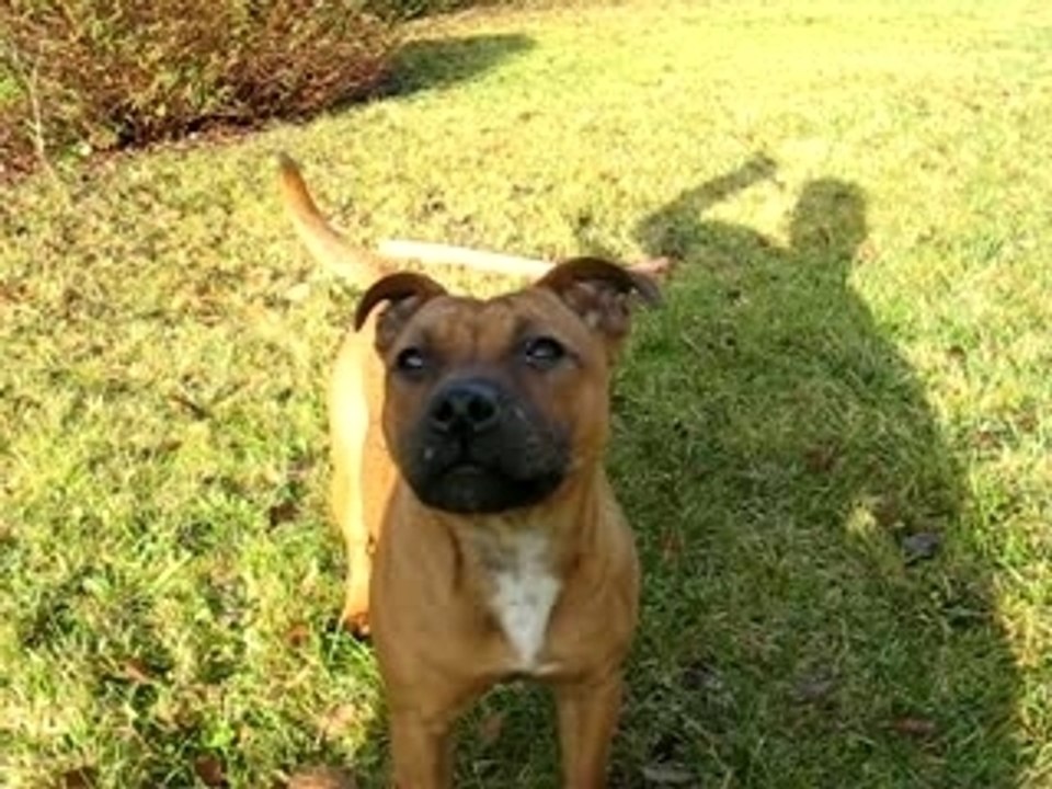 ELEVAGE DES TETES BRULEES