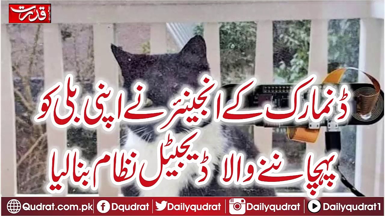 Denmark's engineer created his own digital system For Cat