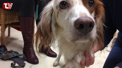 J'AI TESTÉ POUR VOUS...  -LÉA LE POCRÉAU, OSTEOPATHE ANIMALE