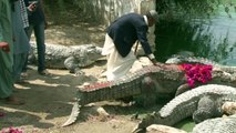 Festival dos crocodilos no Paquistão