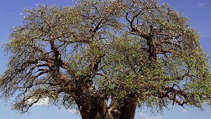 10 Strangest Discoveries From Madagascar