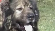 Is the Sarplaninac Serbian or Albanian dog