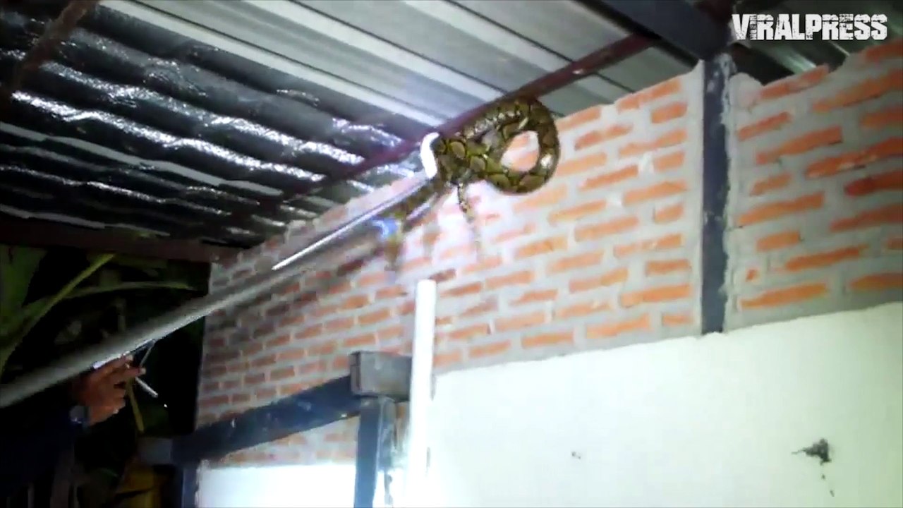Python Caught Inside Roof