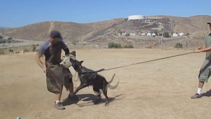 Malinois vs Dutch Shepherd - Difference Explained