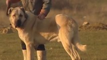 Kangal vs Akbash - Difference Explained