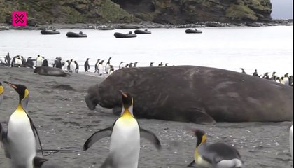 Enorme elefante marino apalsta a un cachorro