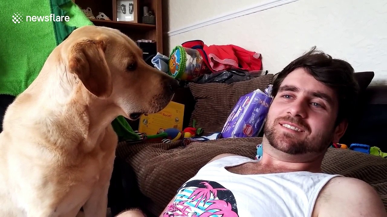 Video of man annoying Labrador by ignoring him goes viral