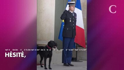 Nemo, le chien des Macron, n'est pas d'accord avec l'arrivée des poules à l'Elys...