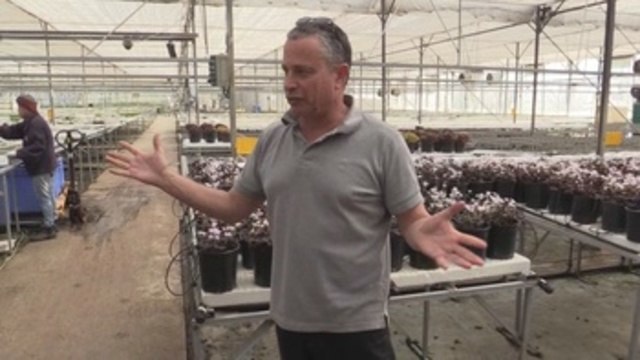 Invernaderos israelíes avanzan en el cultivo sin tierra de hortalizas