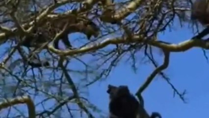 Esse Leopardo Se Deu Mal Com Os Babuínos