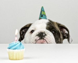DIY: 3 Ways to Throw the Best Dog Birthday Party Ever