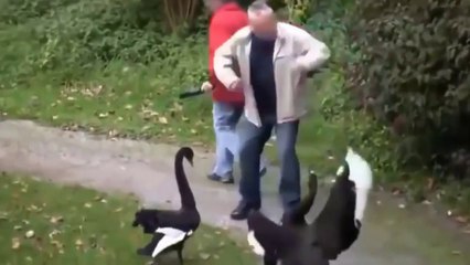 Gansos Ao Ataque - Tente Não Rir