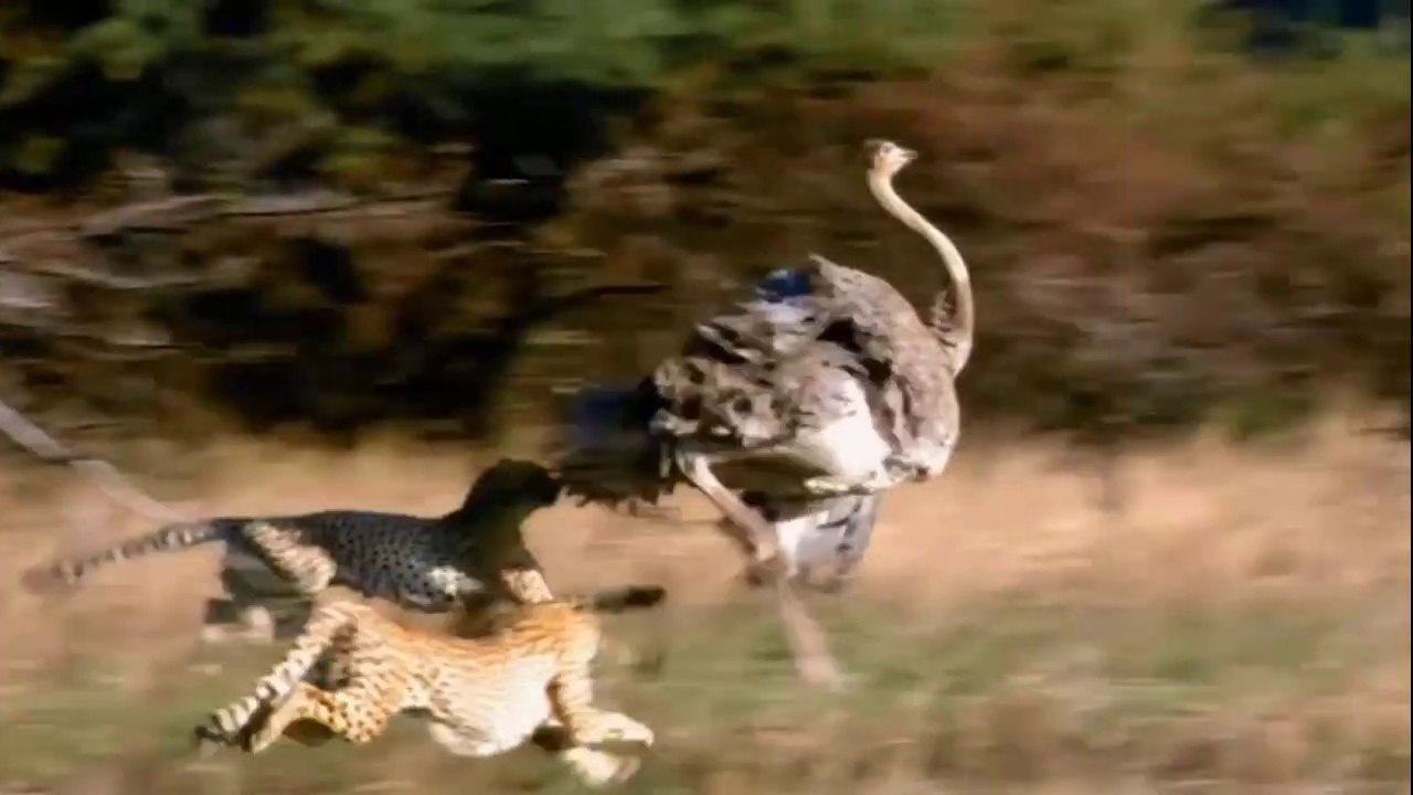 Avestruz Vs Predadores Assassinos