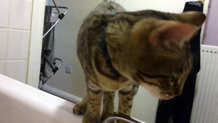 Bengal cat hypnotized by water in the bath