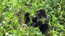 Mountain Gorilla Trekking, Virunga NP, DR Congo in 4K Ultra HD