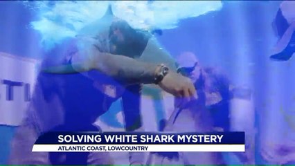 Scientists Work to Solve Mystery of Atlantic Great White Shark