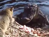 Ce chat met une correction à un énorme crocodile... Tu es sur de toi là??