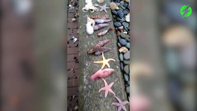 Il filme tout les animaux marins mort après la tempête Emma, le résultat est impressionnant