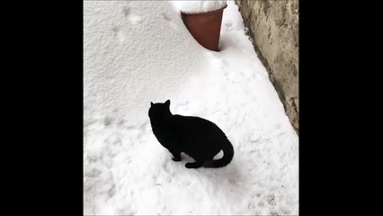 Quand ton chat disparait dans la neige!