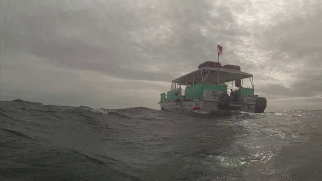 Fest Track On Sirk TV: REEF Fest [Key Largo, Florida]