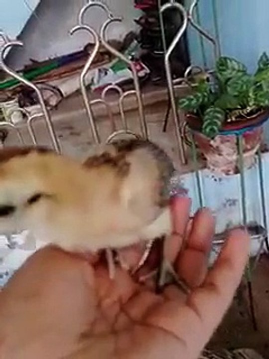 test_staging_test_staging_case 34_test 5_file 62_video