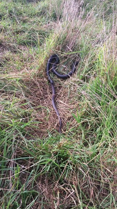 Red Belly Eating a Brown Snake
