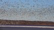 Snow Geese Over Mississippi River