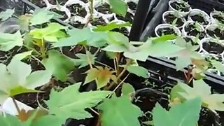 Выращивание рассады