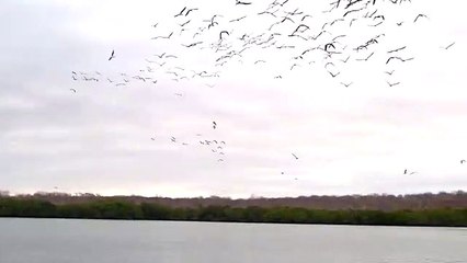 Des dizaines d'oiseaux plongent en même temps pour attraper du poisson !