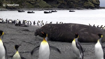 Grumpy male elephant seal crushes weaned pup