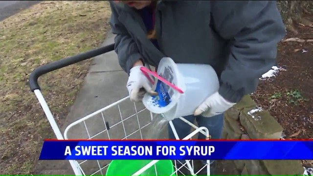 Michigan Weather is Secret Ingredient for Increased Maple Syrup Production