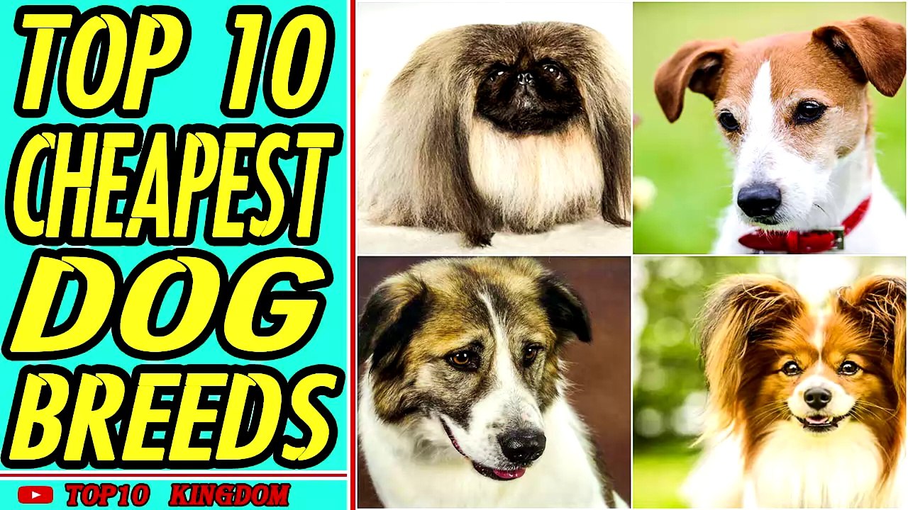TOP 10 Cheapest Dog Breeds video Dailymotion