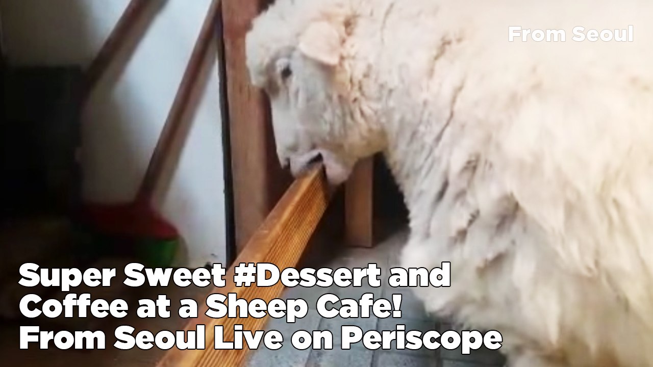 Super Sweet Dessert and Coffee at a Sheep Cafe