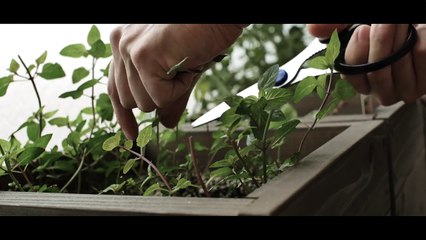 [No Music] How to make Mint Chocolate Chip Ice Cream