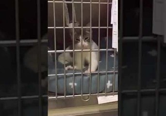 Comfortable Kitten Happily Kneads Pillow