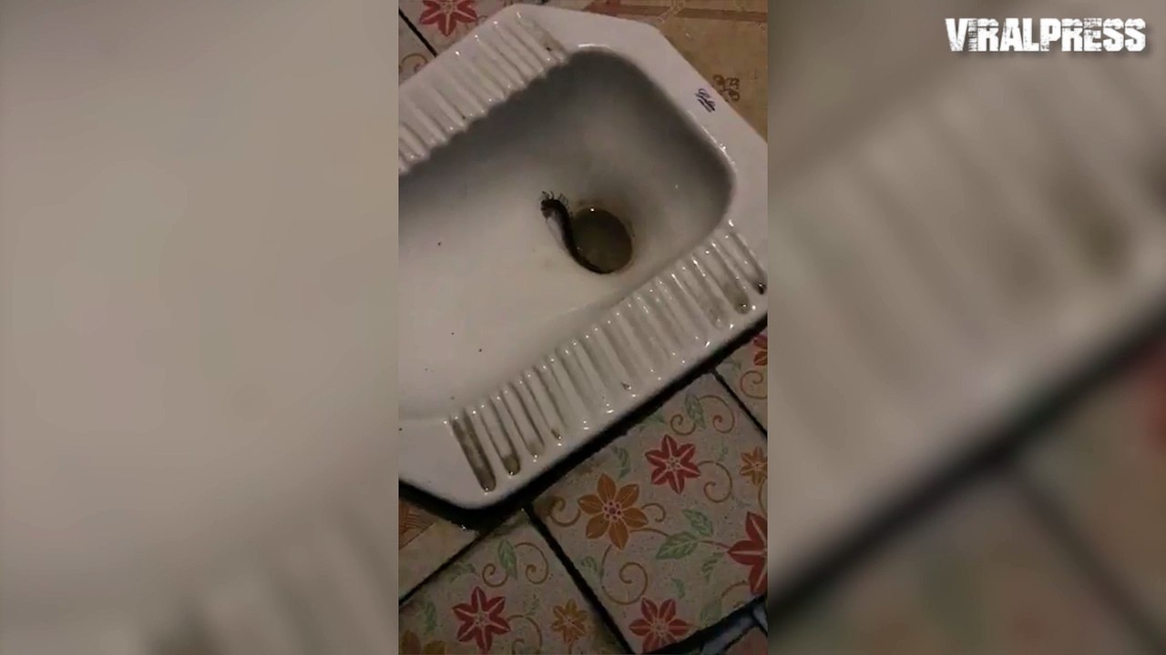 Huge Millipede Crawling Up Toilet