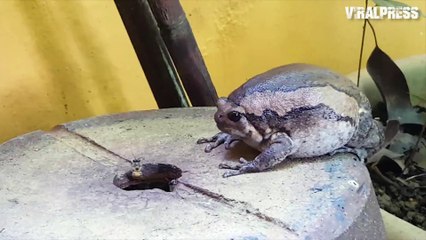 Bullfrog Eating Bees