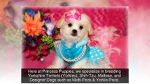 Puppies For Sale In Louisiana - Yorkie, Maltese, Shih-tzu and more! (318-613-2898)