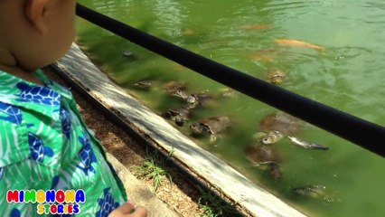 Animales del Zoologico, Granja, Safari | Diego de visita al Zoo | Mimonona Stories