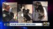 Puppies rescued in Scottsdale after animal cruelty bust