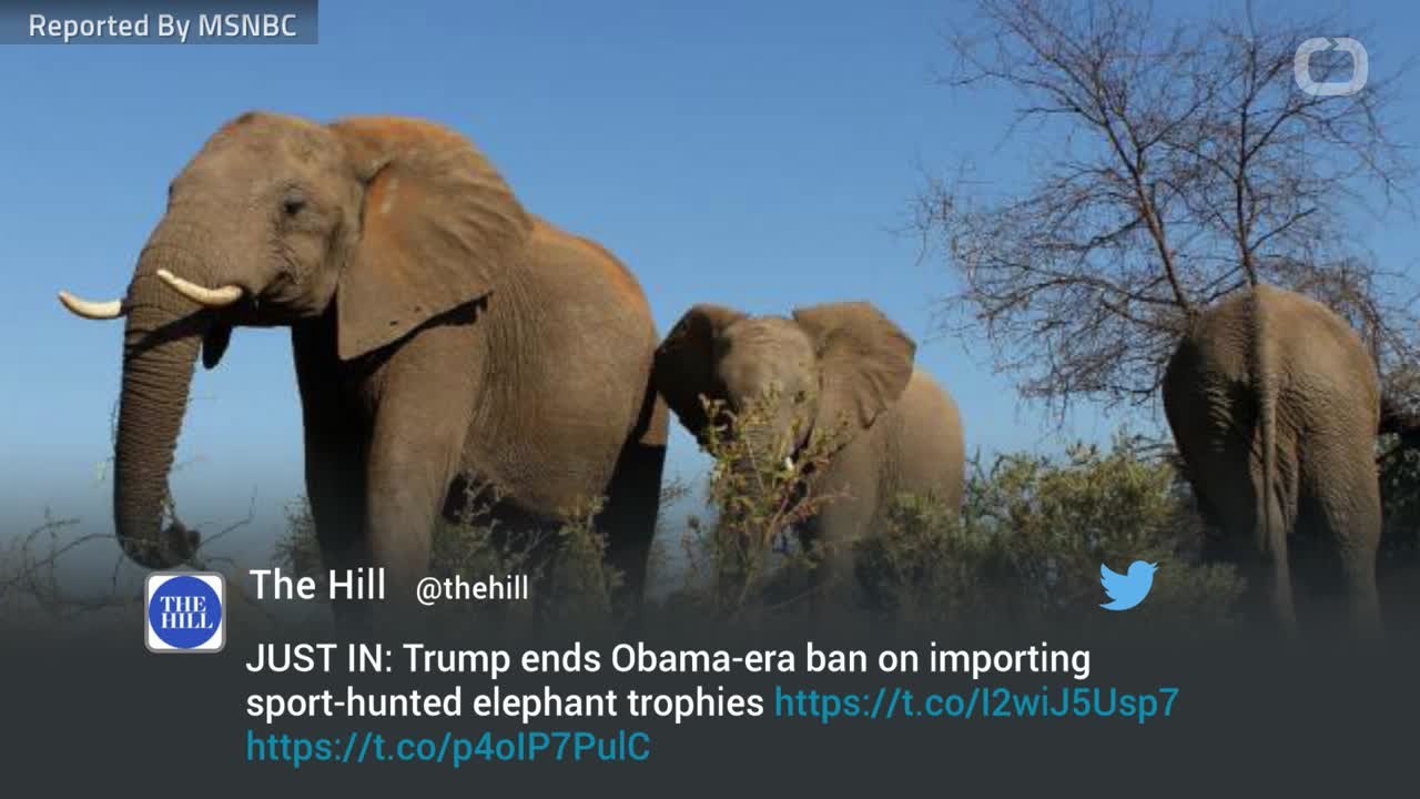 Trump Administration Lifts African Elephant Trophy Ban Once Again