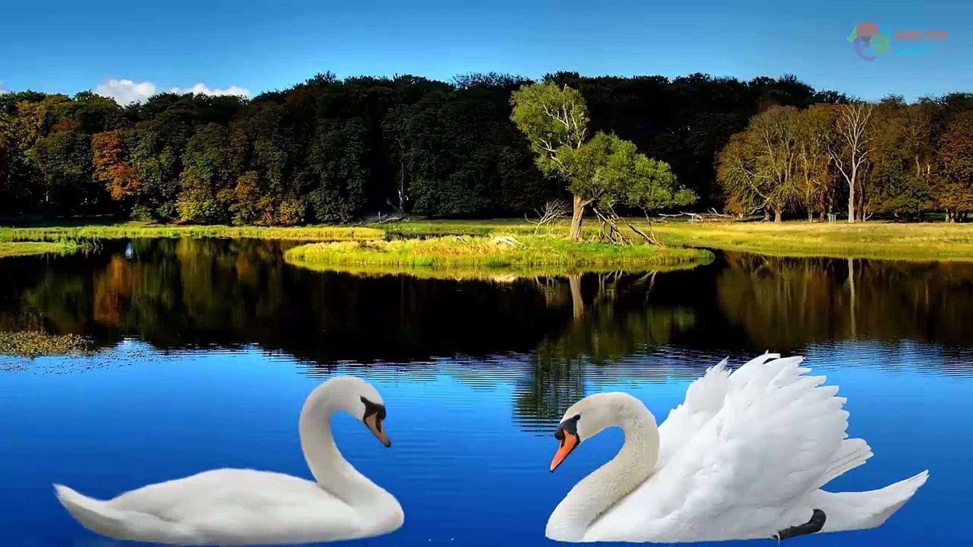 ⁣Learn Sea Animals and Water Animals Names and sounds | Newborn baby animals|Real animals