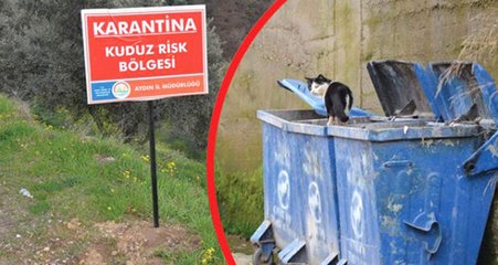 Aydın'da Kuduz Kedi Paniği! Mahalle 6 Ay Karantinaya Alındı