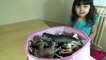 Schleich Safari My 4 Year Old Daughter Collection She Recognize a Lot of Animals Learn Animals
