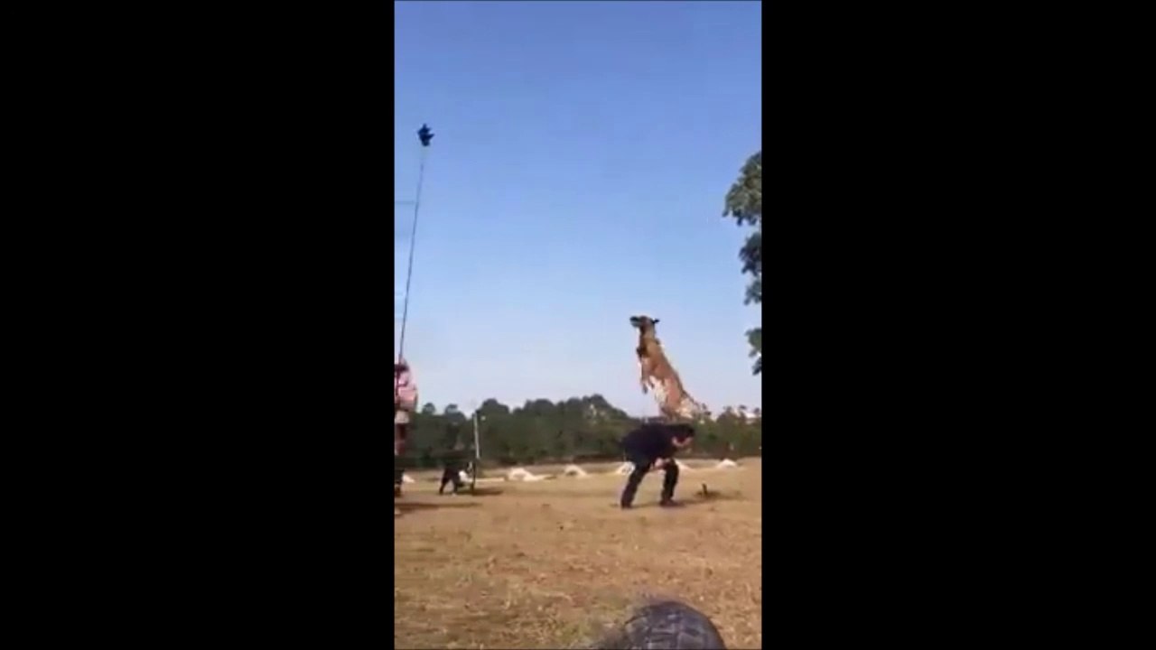 Ce berger malinois saute à plus de 5m de haut en prenant appuis sur son maitre... Fou
