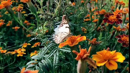 Iphone 7plus Slow Motion Camera Test