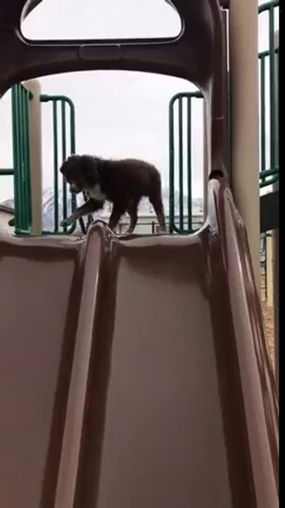 Effrayé par le toboggan ce chien saute au lieu de glisser !