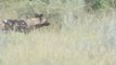 Wild Dog Vs Hyena - hyena kill willd dogs | Hyenas Steal Wild Dogs Baby Kudu Kill in Kruger National Park