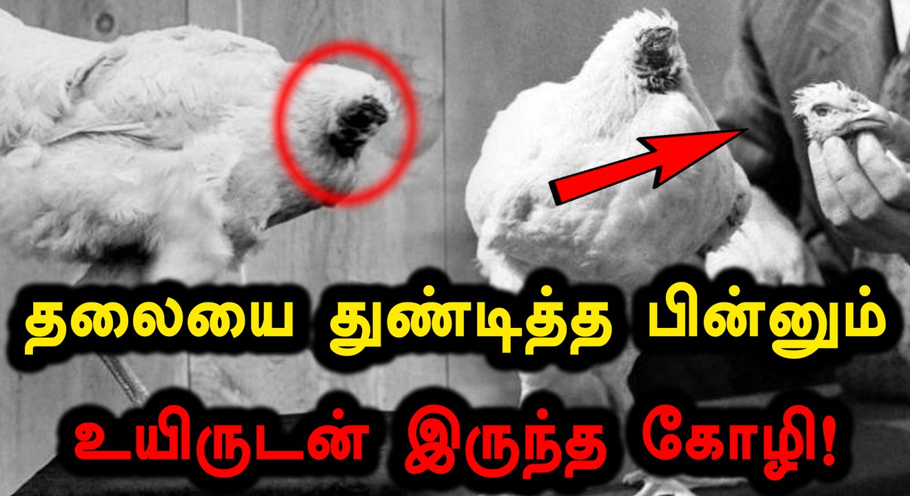தலையில்லாமல் உயிருடன் நடமாடிய கோழி..எங்கு?- வீடியோ