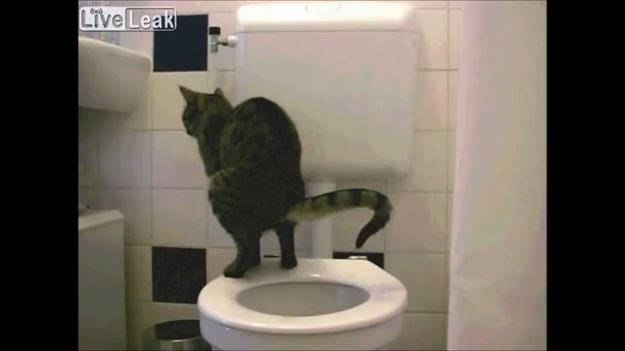 Ce chat a appris à se servir des toilettes !